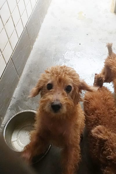 【待認養】貴賓犬 狗 (男生) - 宜蘭縣流浪動物中途之家