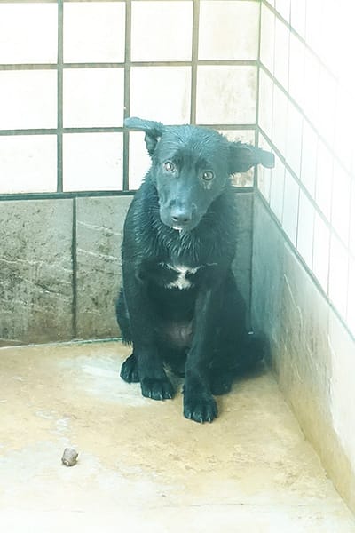 【待認養】混種犬 狗 (女生) - 宜蘭縣流浪動物中途之家