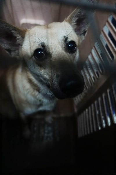 【待認養】混種犬 狗 (女生) - 宜蘭縣流浪動物中途之家