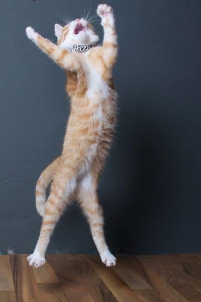 泰迪幼犬寵物犬舍