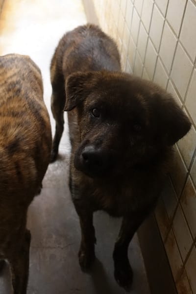 【待認養】混種犬 狗 (男生) - 宜蘭縣流浪動物中途之家