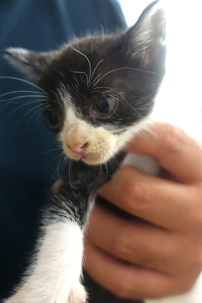 【待認養】混種貓 貓 (未知) - 宜蘭縣流浪動物中途之家