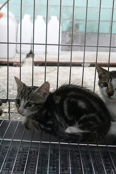 【待認養】混種貓 貓 (未知) - 宜蘭縣流浪動物中途之家