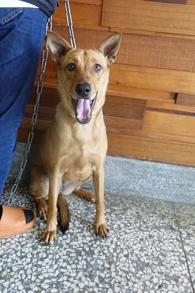 【待認養】混種犬 狗 (女生) - 宜蘭縣流浪動物中途之家