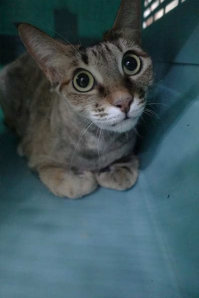 【待認養】混種貓 貓 (女生) - 宜蘭縣流浪動物中途之家