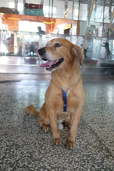 【待認養】黃金獵犬 狗 (男生) - 宜蘭縣流浪動物中途之家