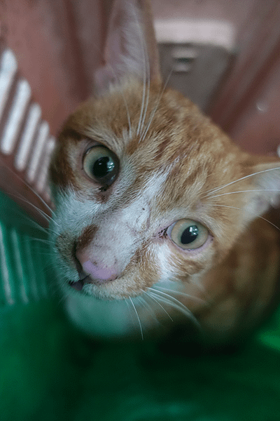 【待認養】混種貓 貓 (男生) - 宜蘭縣流浪動物中途之家