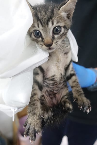 【待認養】混種貓 貓 (未知) - 宜蘭縣流浪動物中途之家