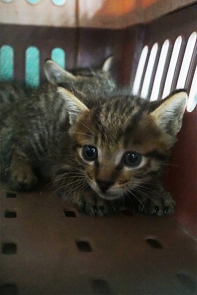 【待認養】混種貓 貓 (未知) - 宜蘭縣流浪動物中途之家