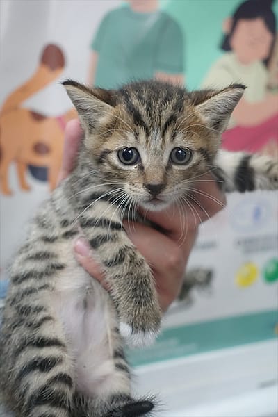 【待認養】混種貓 貓 (未知) - 宜蘭縣流浪動物中途之家