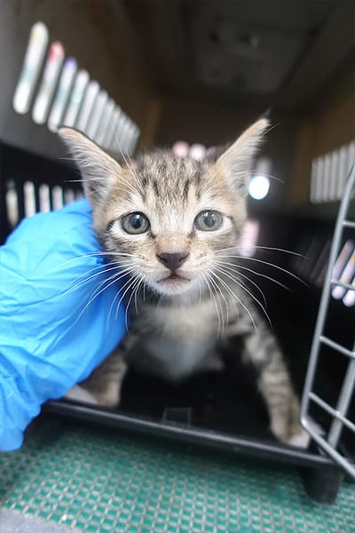 【待認養】混種貓 貓 (未知) - 宜蘭縣流浪動物中途之家