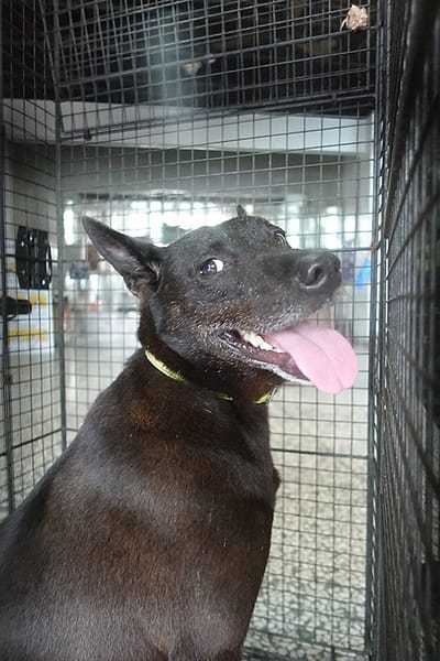 【待認養】混種犬 狗 (女生) - 宜蘭縣流浪動物中途之家