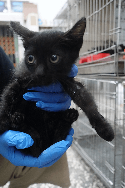 【待認養】混種貓 貓 (未知) - 宜蘭縣流浪動物中途之家