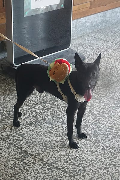 【待認養】混種犬 狗 (男生) - 宜蘭縣流浪動物中途之家