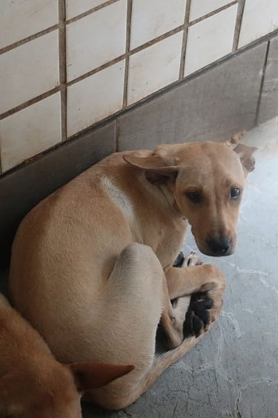 【待認養】混種犬 狗 (女生) - 宜蘭縣流浪動物中途之家