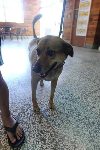 【待認養】混種犬 狗 (女生) - 宜蘭縣流浪動物中途之家