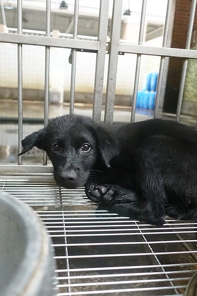 【待認養】混種犬 狗 (男生) - 宜蘭縣流浪動物中途之家