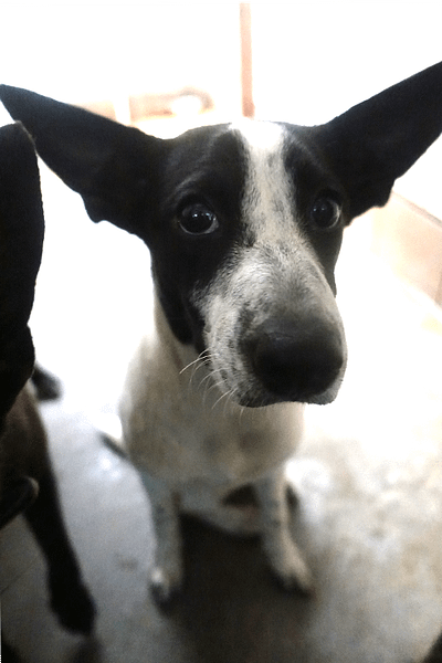 【待認養】混種犬 狗 (女生) - 宜蘭縣流浪動物中途之家