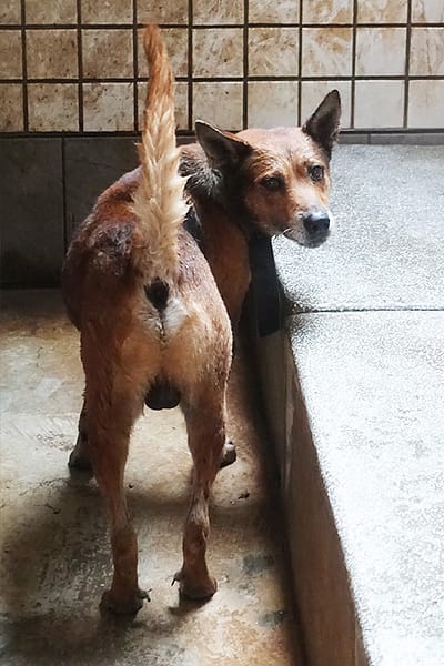 【待認養】混種犬 狗 (男生) - 宜蘭縣流浪動物中途之家