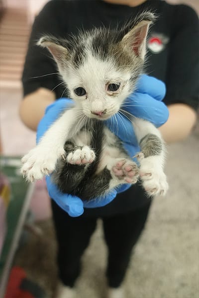 【待認養】混種貓 貓 (未知) - 宜蘭縣流浪動物中途之家