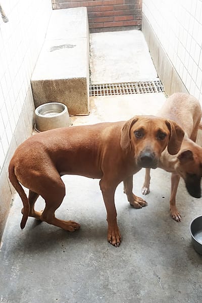 【待認養】混種犬 狗 (男生) - 宜蘭縣流浪動物中途之家