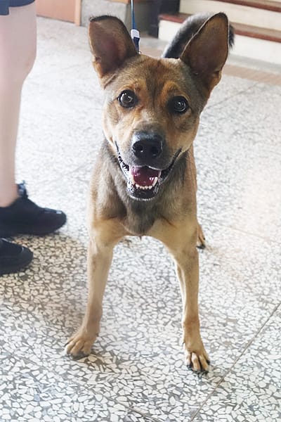 【待認養】混種犬 狗 (男生) - 宜蘭縣流浪動物中途之家