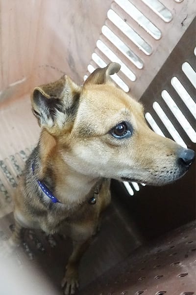 【待認養】混種犬 狗 (女生) - 宜蘭縣流浪動物中途之家