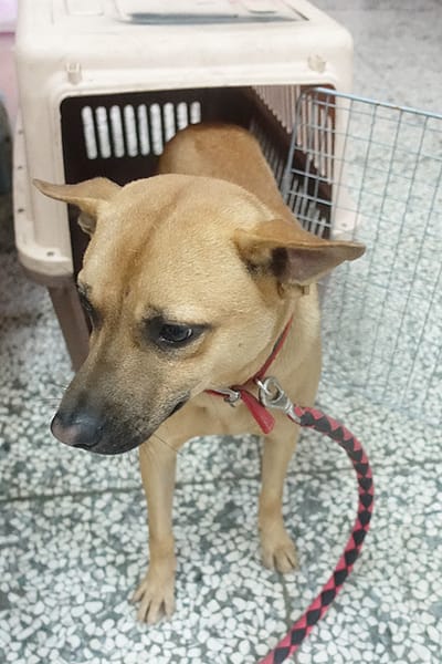 【待認養】混種犬 狗 (男生) - 宜蘭縣流浪動物中途之家