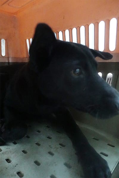 【待認養】混種犬 狗 (女生) - 宜蘭縣流浪動物中途之家