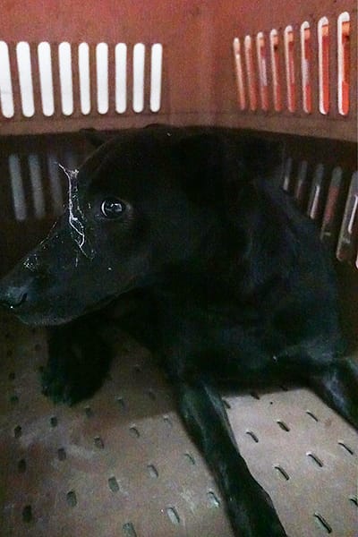 【待認養】混種犬 狗 (女生) - 宜蘭縣流浪動物中途之家