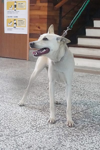 【待認養】混種犬 狗 (男生) - 宜蘭縣流浪動物中途之家