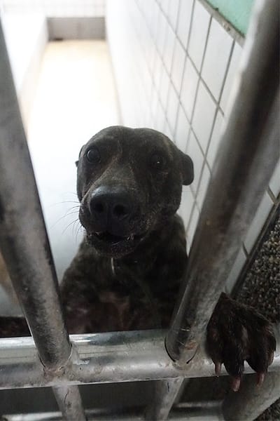 【待認養】混種犬 狗 (女生) - 宜蘭縣流浪動物中途之家