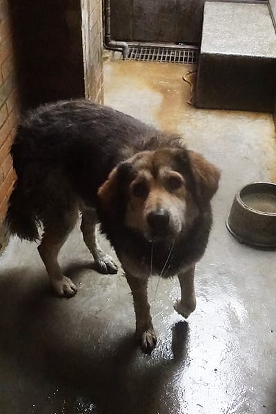 【待認養】混種犬 狗 (男生) - 宜蘭縣流浪動物中途之家