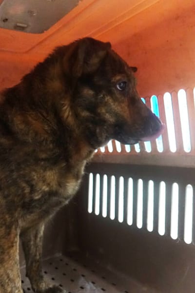 【待認養】混種犬 狗 (女生) - 宜蘭縣流浪動物中途之家