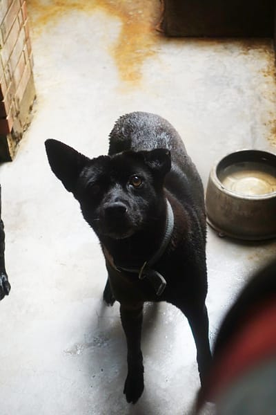 【待認養】混種犬 狗 (男生) - 宜蘭縣流浪動物中途之家