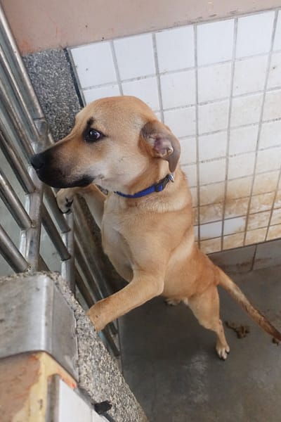 【待認養】混種犬 狗 (男生) - 宜蘭縣流浪動物中途之家