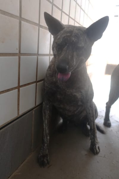 【待認養】混種犬 狗 (女生) - 宜蘭縣流浪動物中途之家