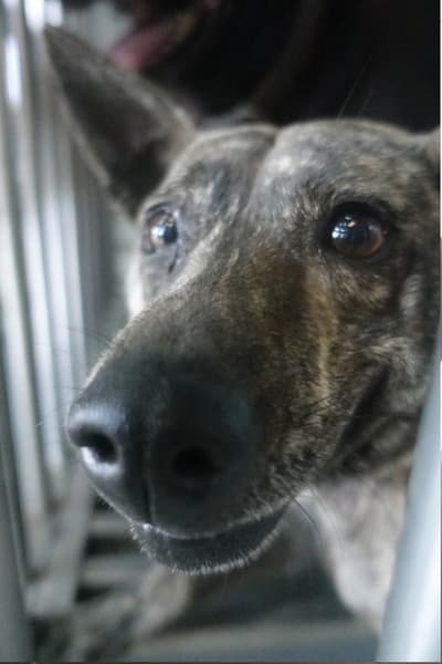 【待認養】混種犬 狗 (男生) - 宜蘭縣流浪動物中途之家