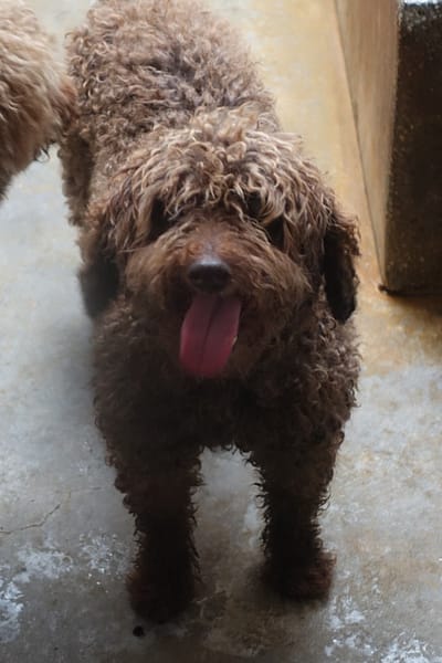 【待認養】貴賓犬 狗 (男生) - 宜蘭縣流浪動物中途之家