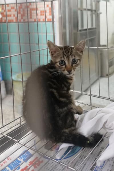 【待認養】混種貓 貓 (未知) - 宜蘭縣流浪動物中途之家