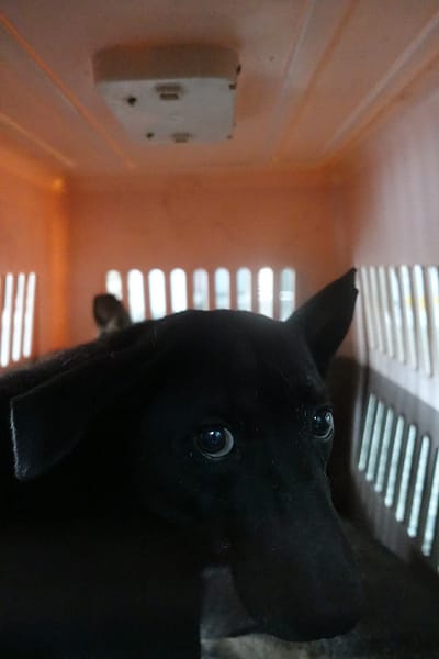 【待認養】混種犬 狗 (男生) - 宜蘭縣流浪動物中途之家