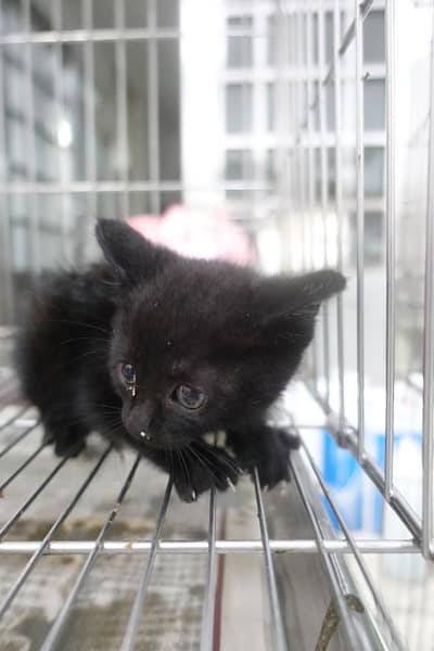 【待認養】混種貓 貓 (未知) - 宜蘭縣流浪動物中途之家