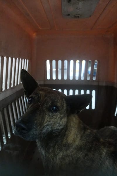 【待認養】混種犬 狗 (男生) - 宜蘭縣流浪動物中途之家