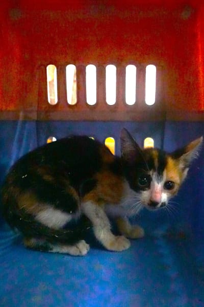 【待認養】混種貓 貓 (未知) - 宜蘭縣流浪動物中途之家