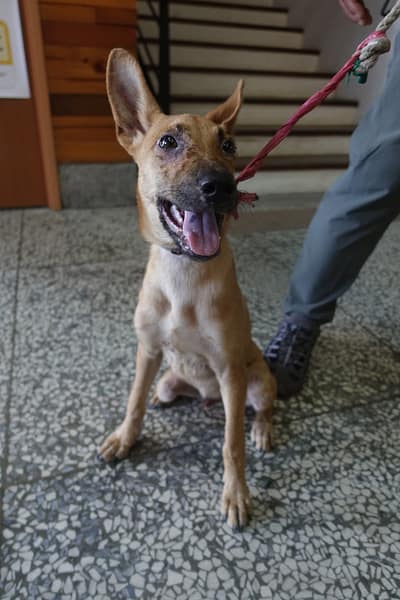 【待認養】混種犬 狗 (男生) - 宜蘭縣流浪動物中途之家