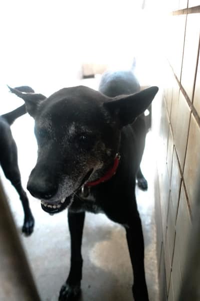 【待認養】混種犬 狗 (男生) - 宜蘭縣流浪動物中途之家