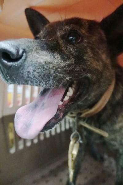 【待認養】混種犬 狗 (男生) - 宜蘭縣流浪動物中途之家