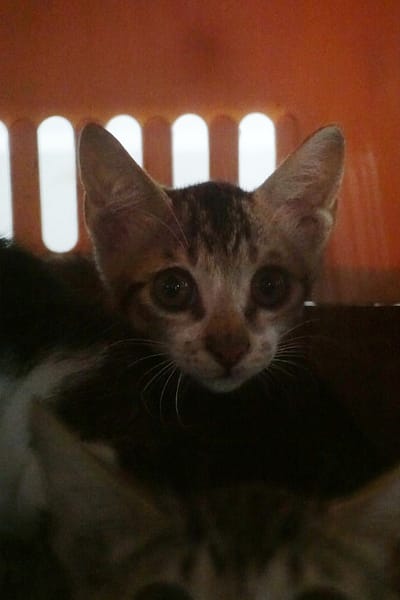 【待認養】混種貓 貓 (未知) - 宜蘭縣流浪動物中途之家