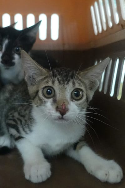 【待認養】混種貓 貓 (未知) - 宜蘭縣流浪動物中途之家