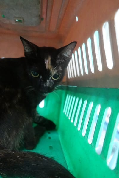 【待認養】混種貓 貓 (未知) - 宜蘭縣流浪動物中途之家